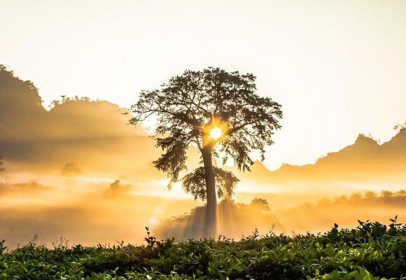 L'horoscope des druides
